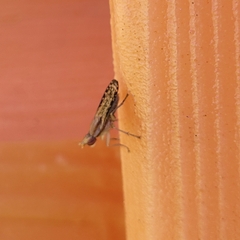 Trypetoptera canadensis