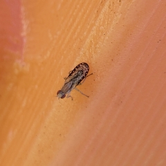 Trypetoptera canadensis