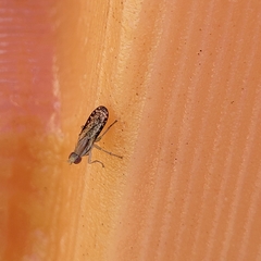 Trypetoptera canadensis