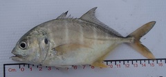 Caranx caninus