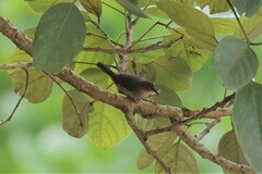 Troglodytes aedon