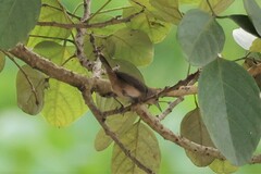 Troglodytes aedon