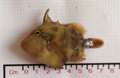 Pseudobalistes naufragium