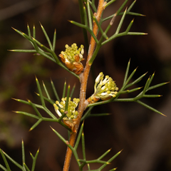 Hakea lissocarpha