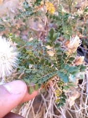 Dolichlasium lagascae