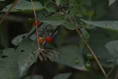 Solanum dulcamara