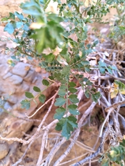 Dolichlasium lagascae