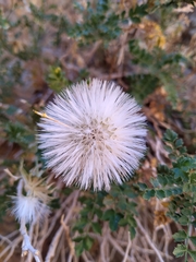 Dolichlasium lagascae