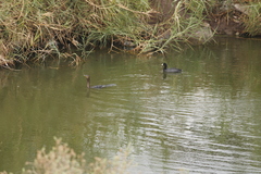 Fulica americana