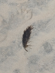 Egregia