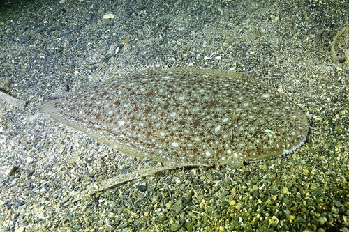Klein's sole (Synapturichthys kleinii) — Soleidae — 5