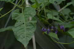 Solanum dulcamara