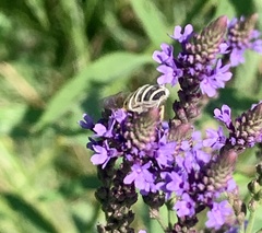 Eristalis stipator