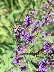 Eristalis stipator