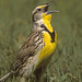 Western Meadowlark - Photo (c) greglasley, some rights reserved (CC BY-NC), uploaded by Greg Lasley