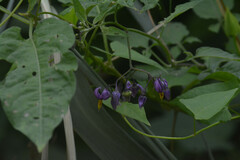 Solanum dulcamara