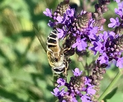 Eristalis stipator