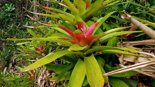 Neoregelia mcwilliamsii, photograph 3