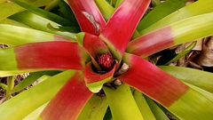 Neoregelia mcwilliamsii, photograph (c) Carlos Otávio Gussoni, some rights reserved (CC BY)