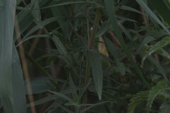 Lythrum salicaria