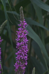 Lythrum salicaria