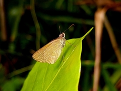 Cymaenes tripunctus theogenis