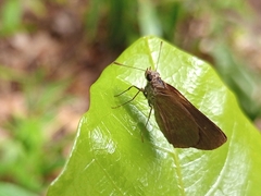 Cymaenes tripunctus theogenis