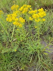 Solidago nitida