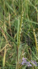Sporobolus anglicus