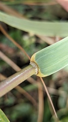 Sporobolus anglicus