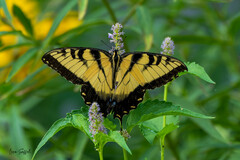 Papilio glaucus