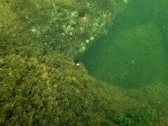 Serranus subligarius