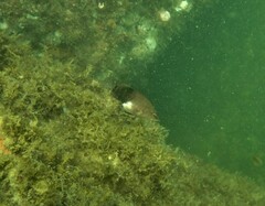 Serranus subligarius