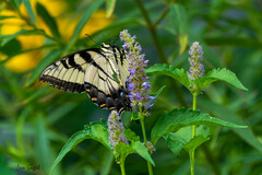 Papilio glaucus