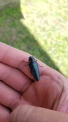 Belionota prasina