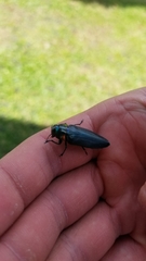 Belionota prasina