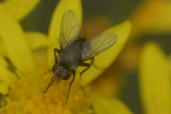 Tachinidae