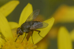 Tachinidae