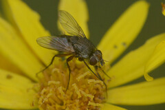 Tachinidae