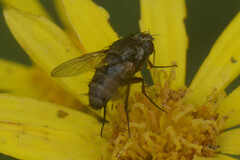 Tachinidae