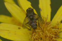 Tachinidae