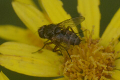 Tachinidae