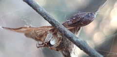 Parasteatoda lunata