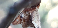 Parasteatoda lunata