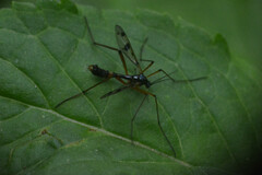 Ptychoptera contaminata