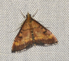 Pyrausta rubricalis