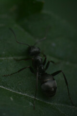 Formicidae