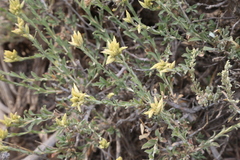 Ericameria discoidea
