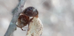 Parasteatoda lunata