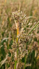 Juncus maritimus